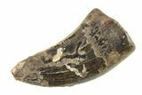 Tyrannosaur (Nanotyrannus) Tooth - Montana #338796-1